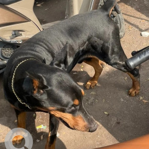 Black Male Doberman Dog is Found from Laxmi Road