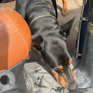 Black Male Doberman Dog is Found from Laxmi Road-2