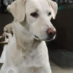 Found: White Male Labrador Dog from CST at  Nahur Station