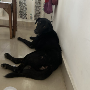 Found: Black Not Available Labrador Dog from Trimulgherry, Secunderabad