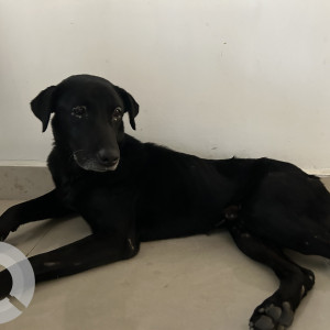 Found: Black Not Available Labrador Dog from Trimulgherry, Secunderabad-2