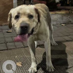 Found: White Male Labrador Dog from Kevalanand society, Santosh Hall, Sinhgad road