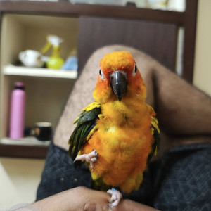 A Orange Sun Conure parrot Bird Missing from Nandanam, Chennai-2