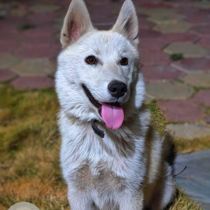 Missing: White-Brown Mix Male Husky mix Dog from Lig Square behind Singapore Business Park, Indore