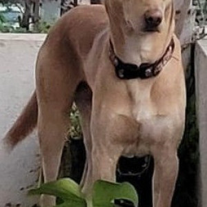 Missing: Brown Male Indie Dog from Utkarsh society, Mauli nagar, katraj, Pune