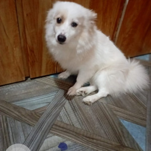 Missing: White Male Pomeranian Dog from Mohal, Kullu (HP)-2