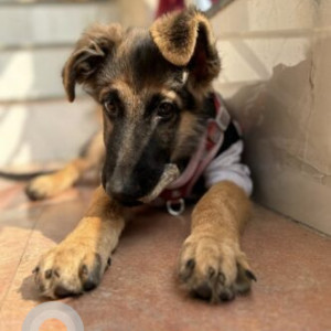 Missing: Black Male German Shepherd Dog from Ashok Nagar . Airport road Indore