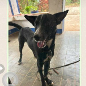 Missing: Black Male Indie Dog from Porvorim, Goa near Damien de Goa-2