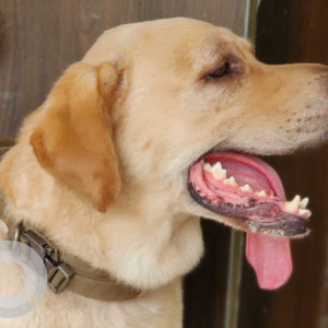 Missing: Brown Male Labrador Dog from Kistareddypet, Hyderabad-2