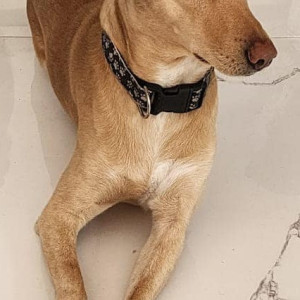Missing: Brown Male Indie Dog from Utkarsh society, Mauli nagar, katraj, Pune-2