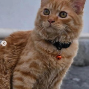 A White-Brown Mix Persian Cat Missing from Electronic City, Bengaluru-2