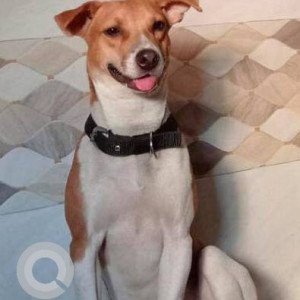 Missing: White-Brown Mix Male Indie Dog from Kalamboli