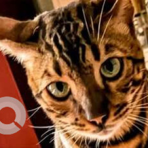 A Black and Brown Indie Cat Missing from BTM 1st Stage, Bengaluru