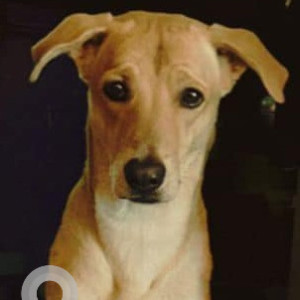 Missing: White-Brown Mix Male Indie Dog from Savera function hall, Yousufguda