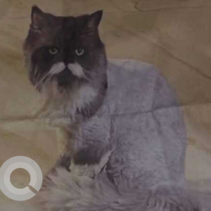 Missing: White Male Persian Cat from Sagar darshan Mahim-2