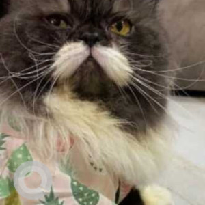 Missing: White Male Persian Cat from Sagar darshan Mahim-3