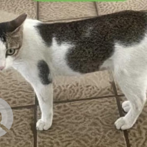 Missing: White and Grey Female Indie Cat from Octacrest Lokhandwala Township, Kandivali East-2