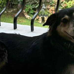 Missing: Black and Brown Female Indie Dog from Boat Club Road-3