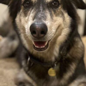 Missing: Black and Brown Female Indie Dog from Boat Club Road-2