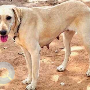 Missing: Brown Female Labrador mix Dog from Hotel Shivaprasad, Railway track road, Kasturi Nagar-2