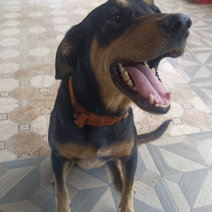 Found: Black and Brown Male Indie Dog from Candolim