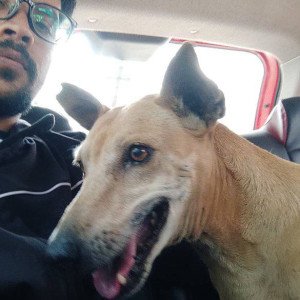 Missing: Brown Male Indie Dog from Kharghar sector 10 from Highway break hotel