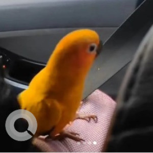 A Orange Sunconure Bird Missing from Neelasandra, Bengaluru-2