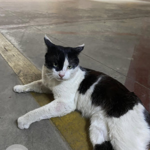Found: Black and White Male Indie Cat from Bannerghatta Road, Lakkasandra, Yappa Garden, Wilson Garden-2