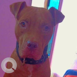 Missing: Brown Female Pitbull Dog from Bhekrainagar fursungi, Pune-2