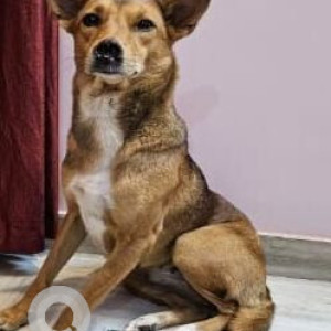 Missing: Black and Brown Male Indie Dog from Green Park, Vineet Nagar 1, Gomti Nagar, Lucknow