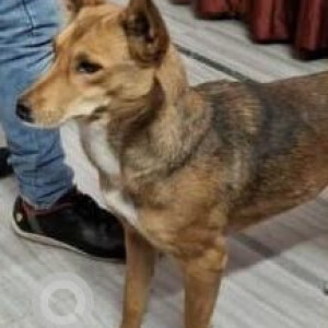 Missing: Black and Brown Male Indie Dog from Green Park, Vineet Nagar 1, Gomti Nagar, Lucknow-3