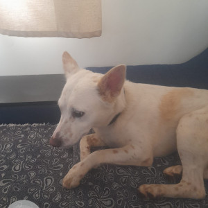 White Male Indie Dog is Found from LIG 3 gate CMR vegetable shop,  Surya City near Anekal, Chandapura