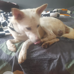 White Male Indie Dog is Found from LIG 3 gate CMR vegetable shop,  Surya City near Anekal, Chandapura-2