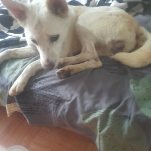 White Male Indie Dog is Found from LIG 3 gate CMR vegetable shop,  Surya City near Anekal, Chandapura-3