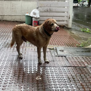 A Brown Labrador Dog Found from Nigdi, Pimpri Chinchwad