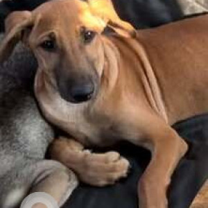 A Brown Indie Dog Missing from Wakad, Pimpri Chinchwad