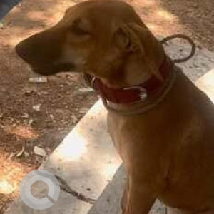 A Brown Indie Dog Missing from Wakad, Pimpri Chinchwad-2