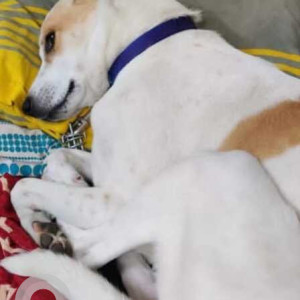 Missing: White-Brown Mix Female Indie Dog from Subhash Nagar-2