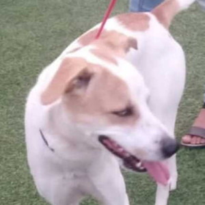 Missing: White-Brown Mix Female Indie Dog from Subhash Nagar-3