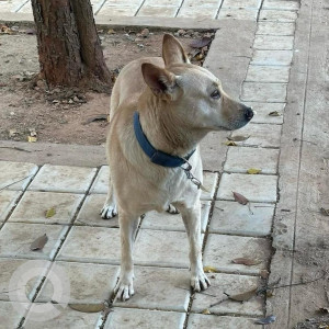 Missing: White Female Indie Dog from Sanjaynagar