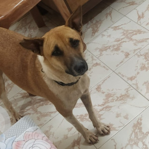 Missing: Brown Female Indie Dog from Mala Panjim, Goa, near Sangam Lodge and Patanjali Pharmacy-2