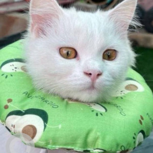Missing: White Female Persian Cat from Ram nagar, Adikmet