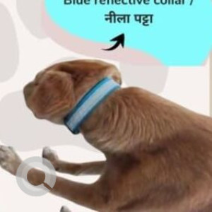 A White-Brown Mix Indie Dog Missing from Hinjawadi Phase 1, Pune-2