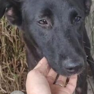 Missing: Black Female Indie Dog from Pimple Saudagar-2