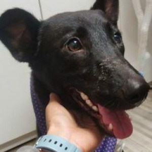 Missing: Black Female Indie Dog from Pimple Saudagar