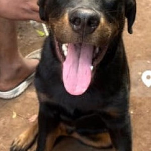 Found: Black and Brown Not Available Indie Dog from Kotturpuram-3