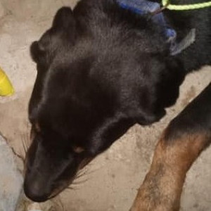 Found: Black and Brown Not Available Indie Dog from Kotturpuram-2