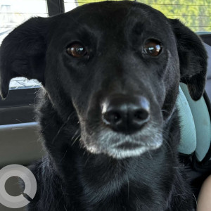 Missing: Black Female Labrador Dog from Pulaski County