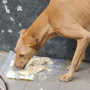 Missing: White-Brown Mix Male Indie Dog from Karishma Society, Kothrud