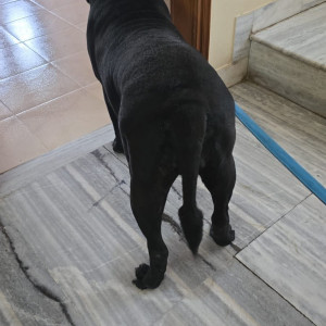 A Black Indie Dog Found from Sector 15, Panchkula